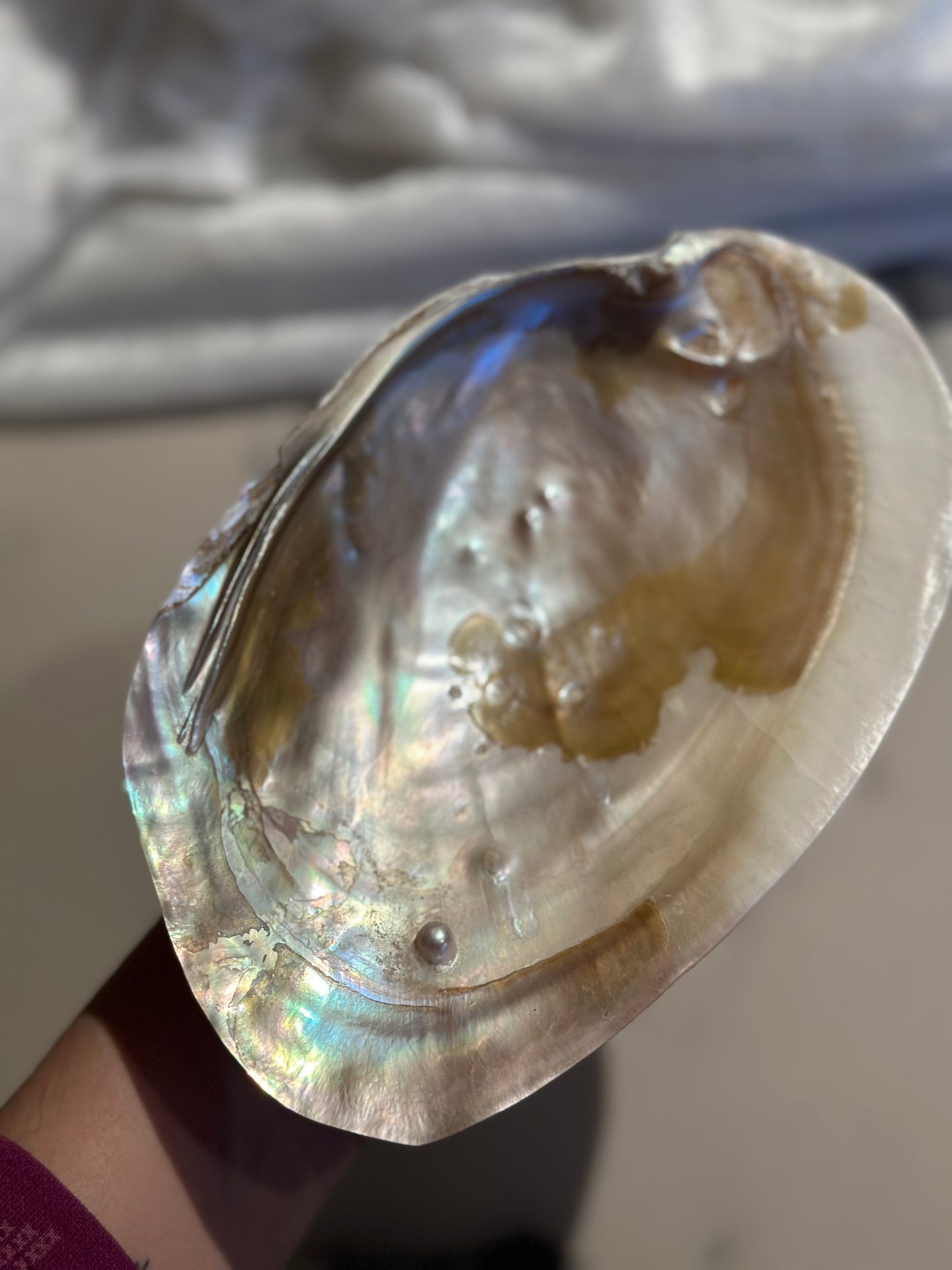 Mother of Pearl shell / skjell XL