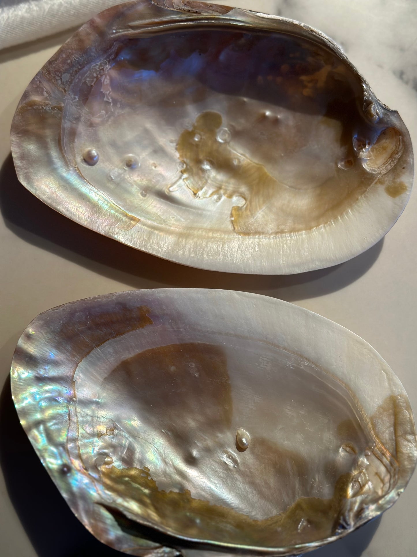 Mother of Pearl shell / skjell XL