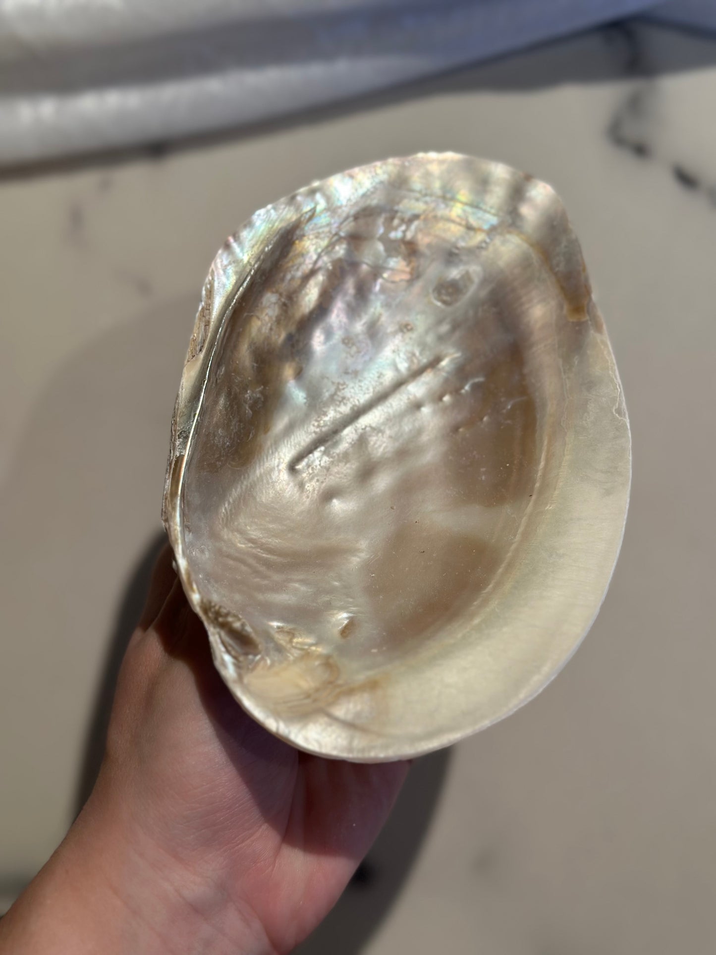 Mother of Pearl shell / skjell L