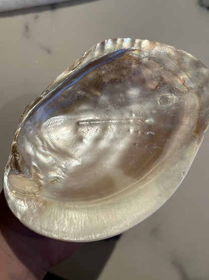 Mother of Pearl shell / skjell L