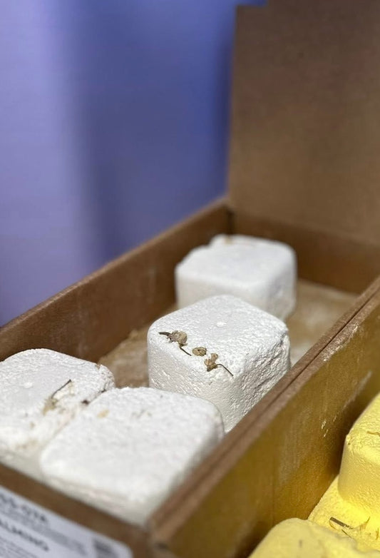 Dusj bombe / shower steamer - «calming»